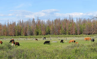 cattle_grazing.jpg