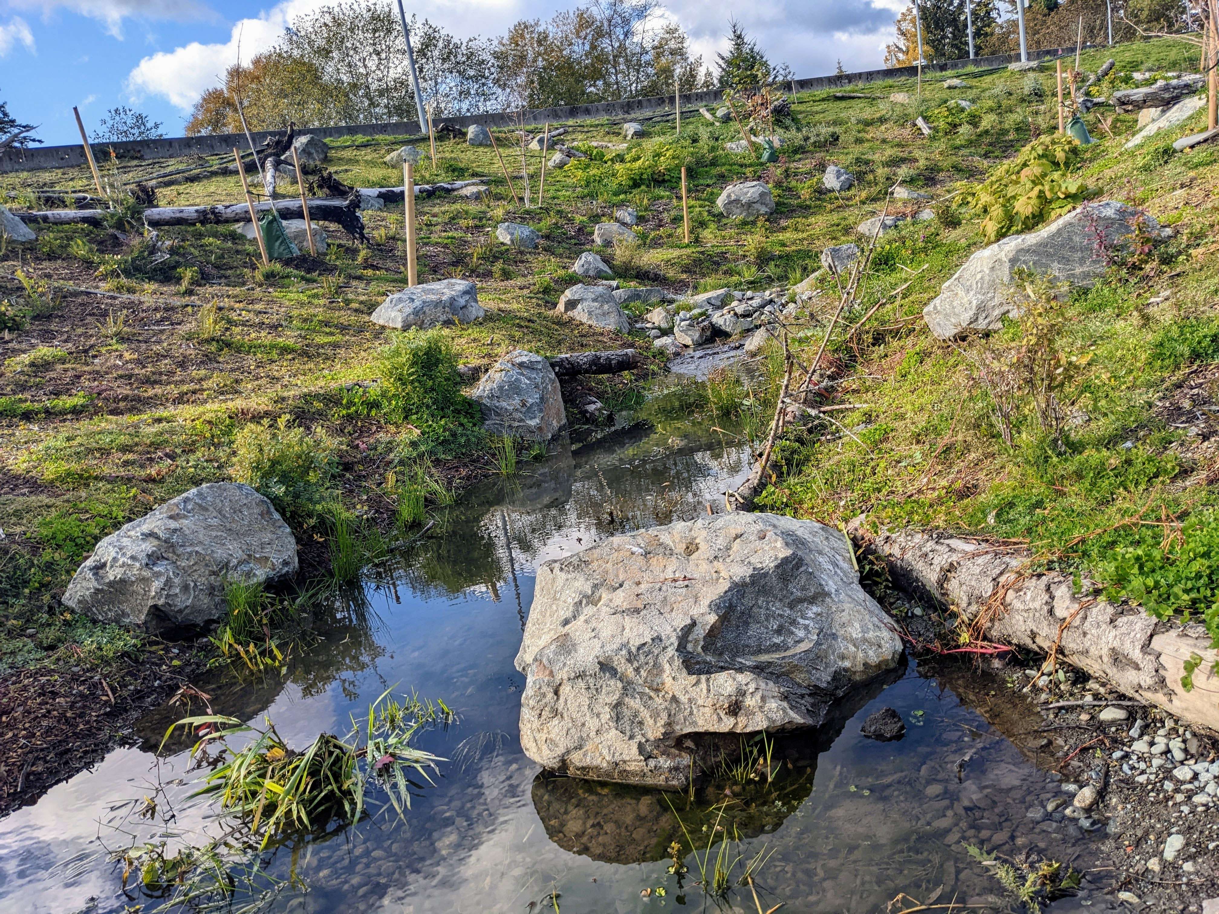 Salmon-Safe certified stream in View Royal at BC Transit's upcoming handyDART site
